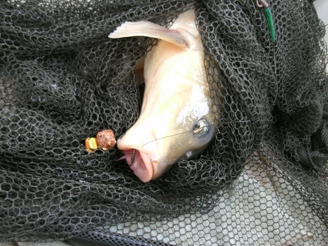 capturi - o înţepare perfectă